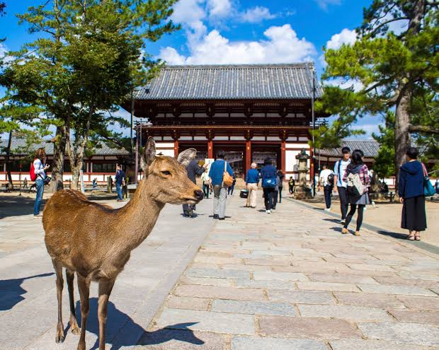 ¿Qué ver en Nara?