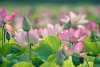 Viaje a Vietnam completo con Camboya – 15 diás